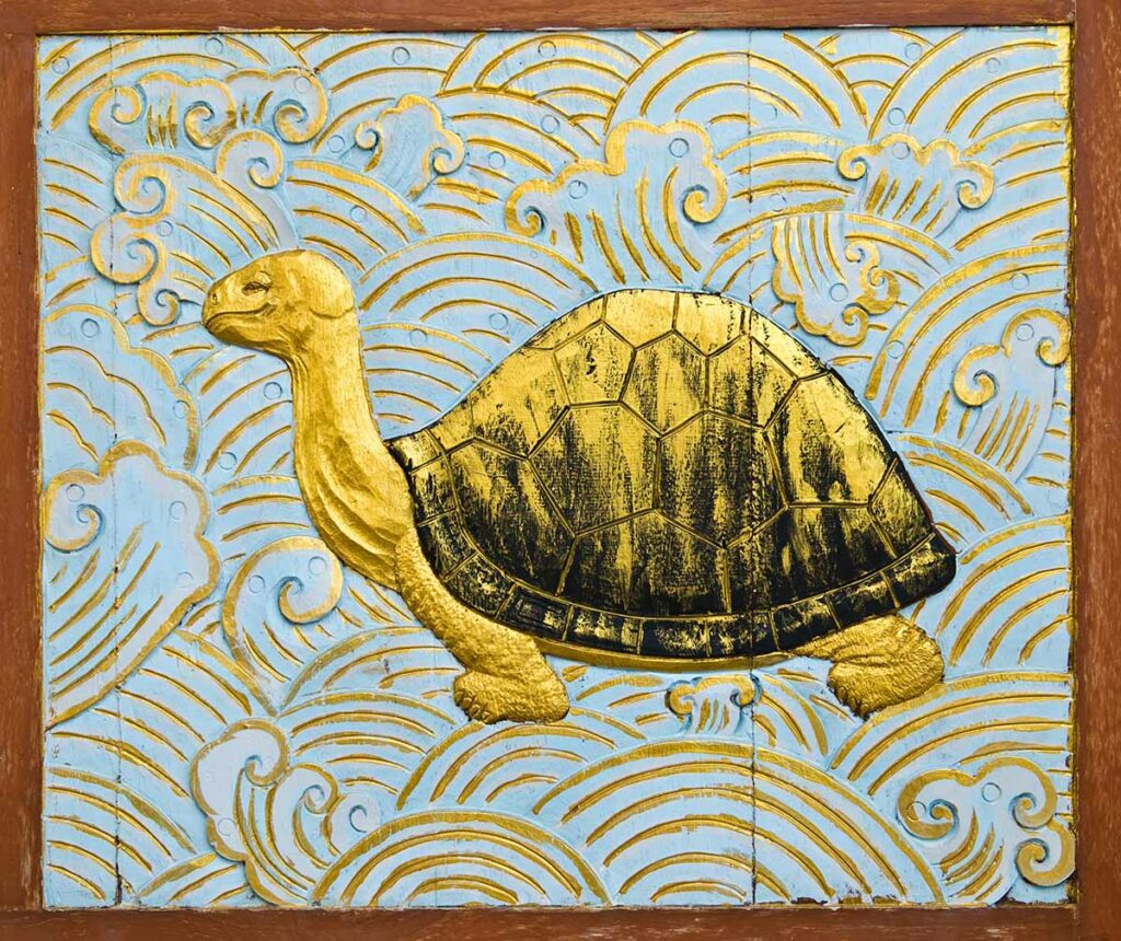 reproduction de tortue d'eau douce en aquarium